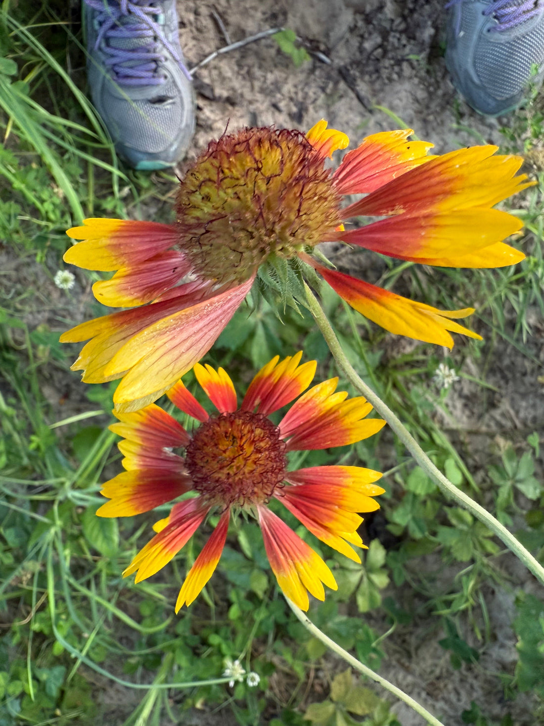 Super Duper Wildflower Preparedness - Bring on Fall