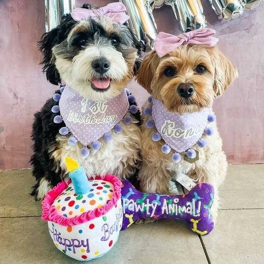 7504. Happy Barkday Cake Dog Toy
