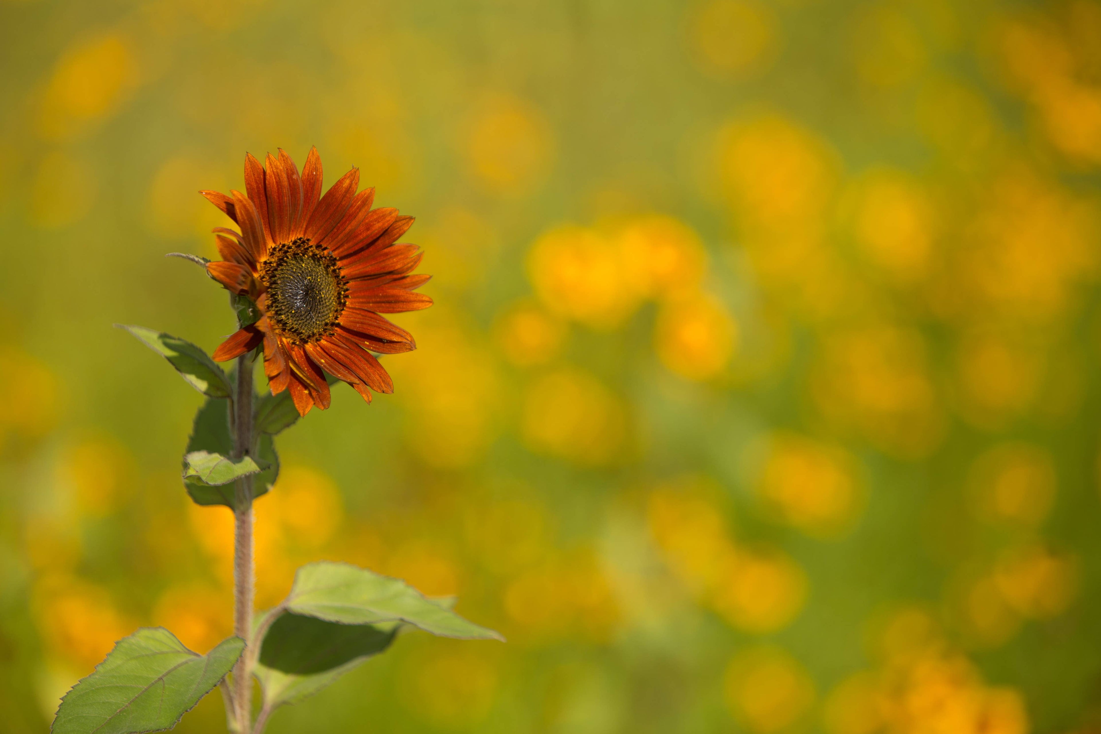 2210. Sunflower, All Sorts Mix Seed Packets