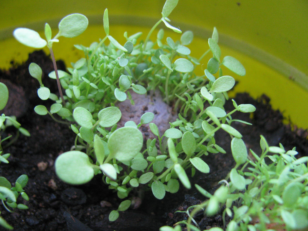 Wildflower Seed Bomb Sleeves