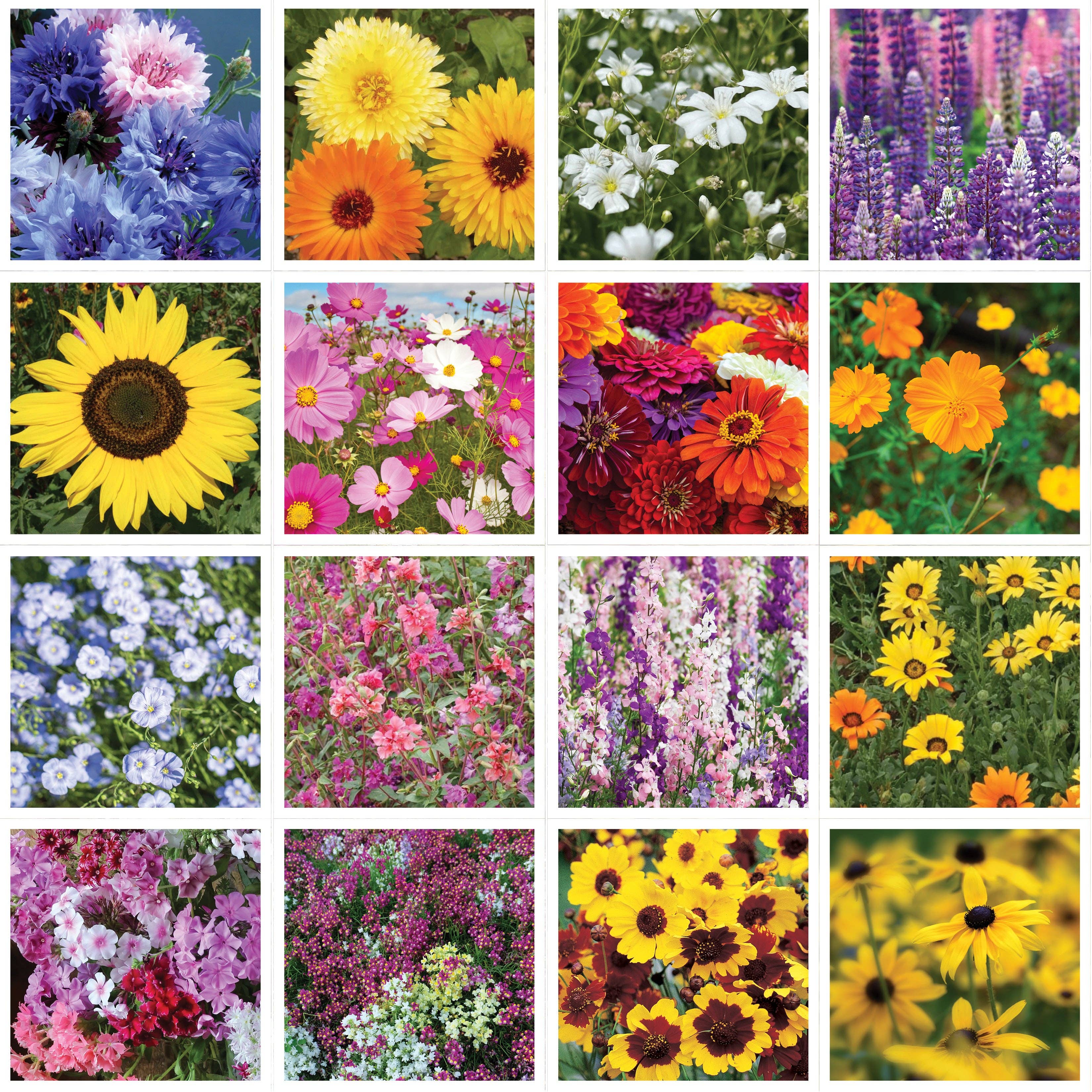 2212. Hello Spring Blue Background - Wildflower Mix Seed Packets