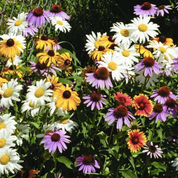 2220. Wildflower, Perennial Wildflower Mix