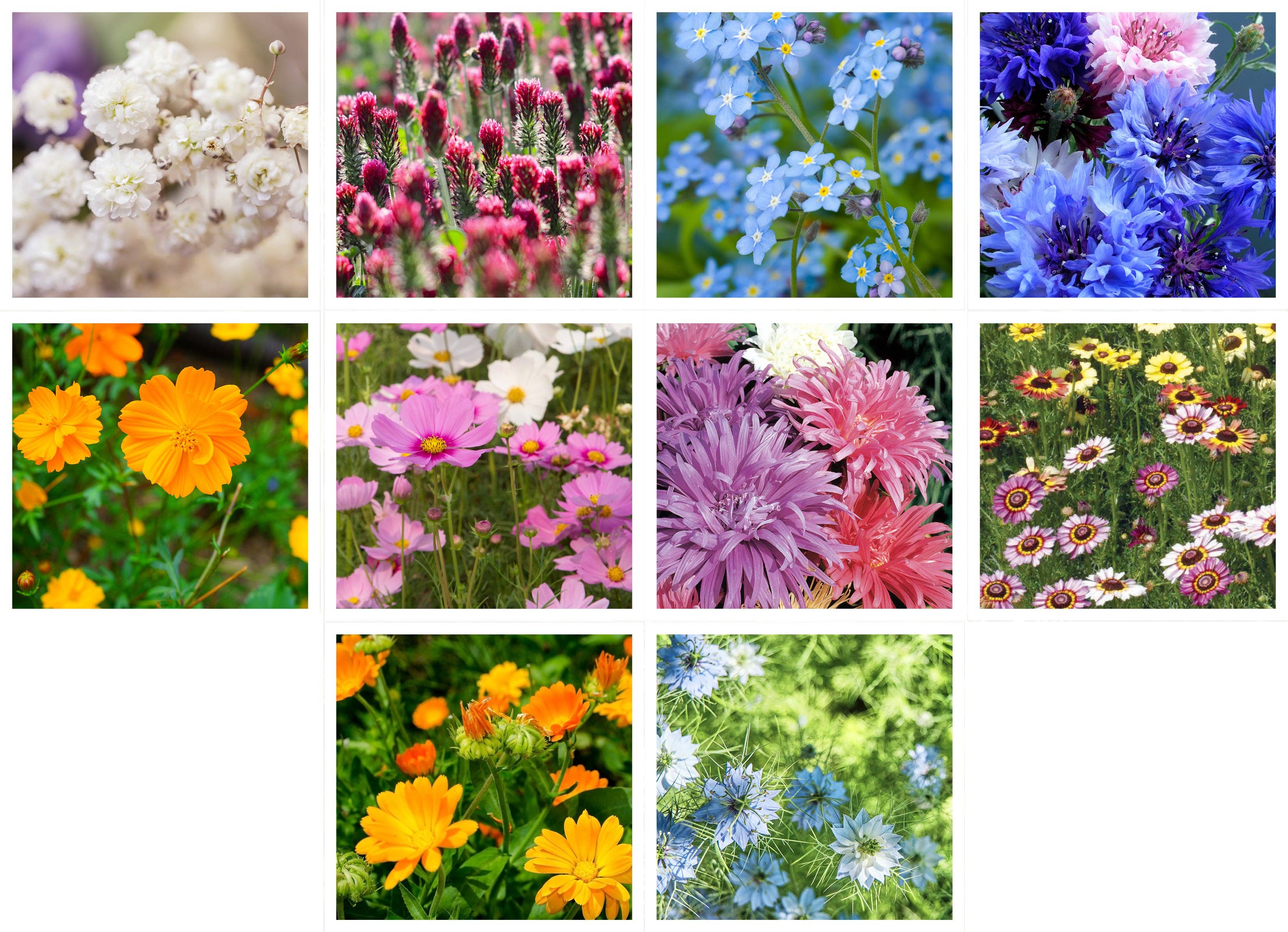 2217. Wildflower, Cut Flower Wildflower Mix Seed Packets