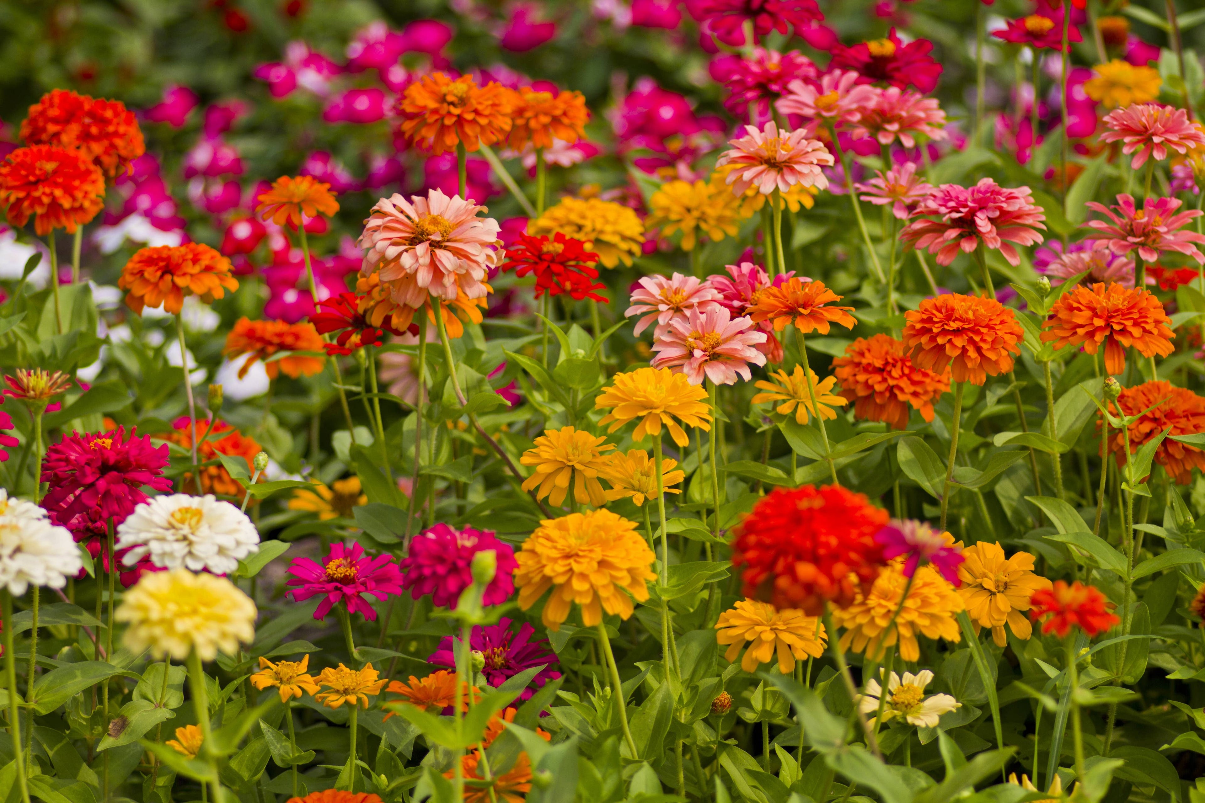 2219. Zinnia, California Giant Mixed Seed Packets