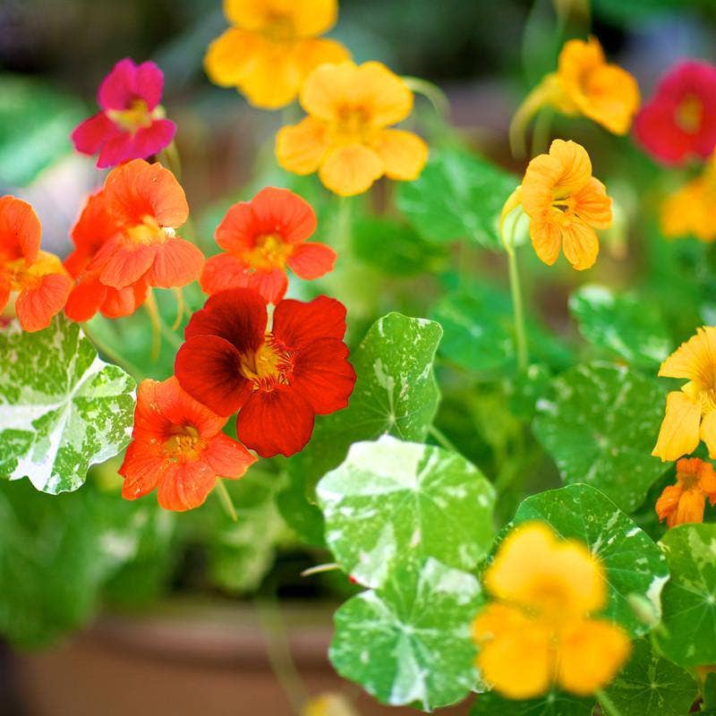 2211. Nasturtium, Jewel Mixed Color Seed Packets