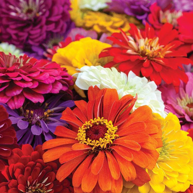 2219. Zinnia, California Giant Mixed Seed Packets