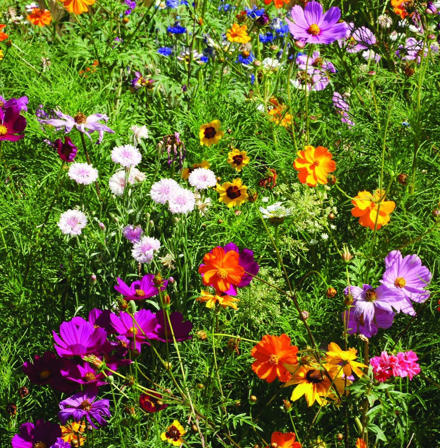 2208. Pollinator Hummingbird - Wildflower Mix Seed Packets
