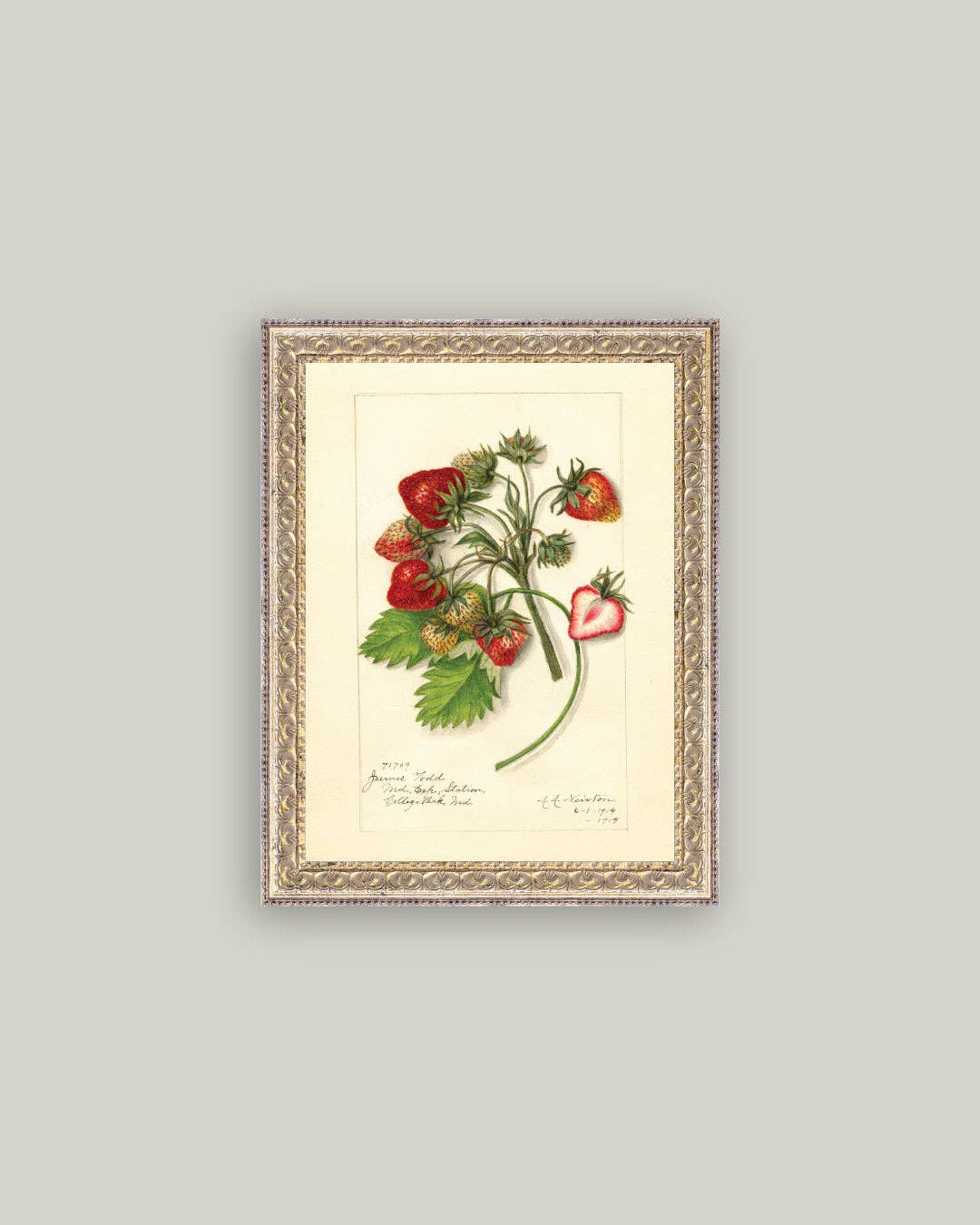 Study of Strawberries Framed Antique Art