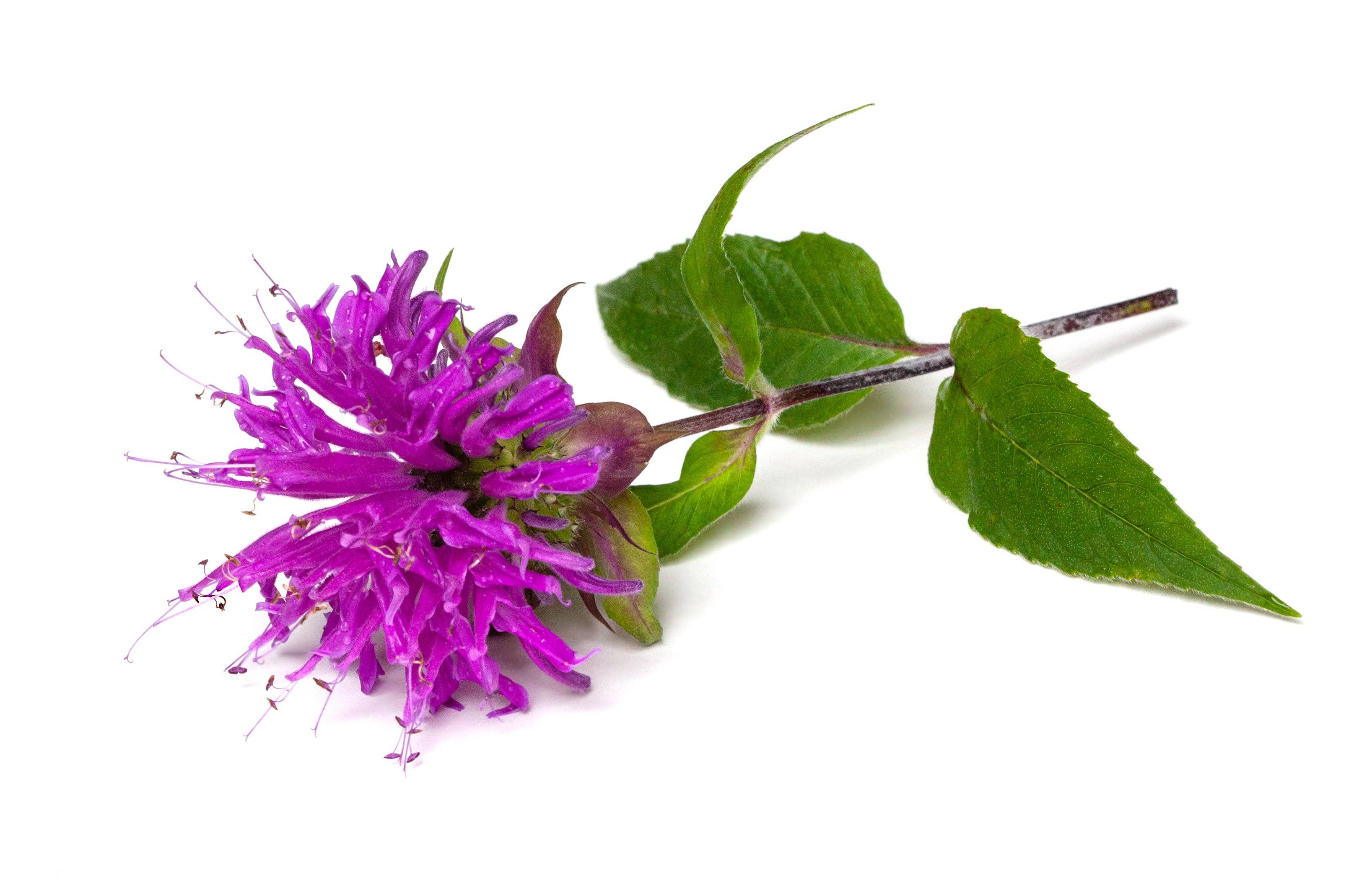 2207. Bee Balm-Purple Bergamont 1493