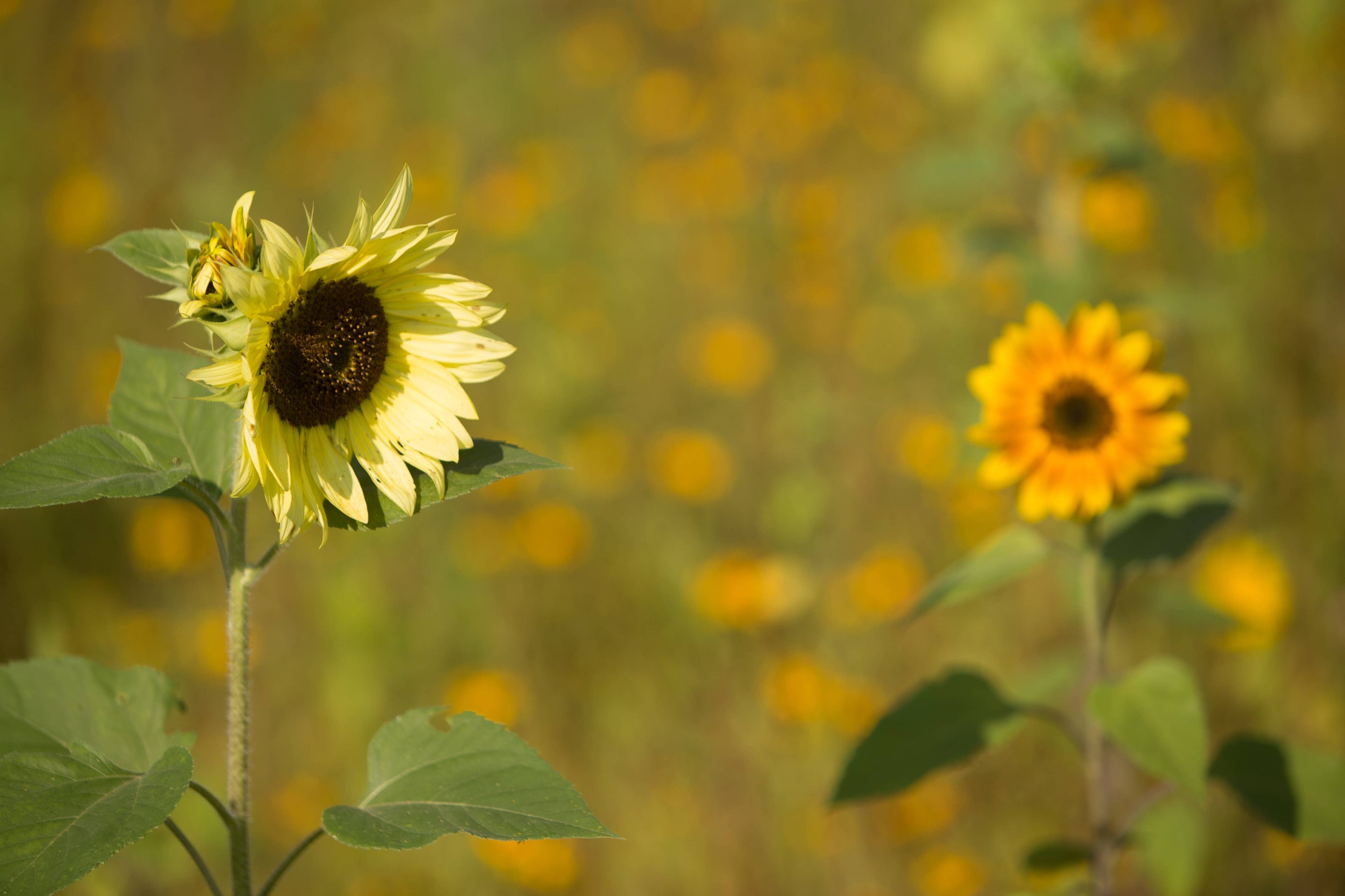 2210. Sunflower, All Sorts Mix Seed Packets