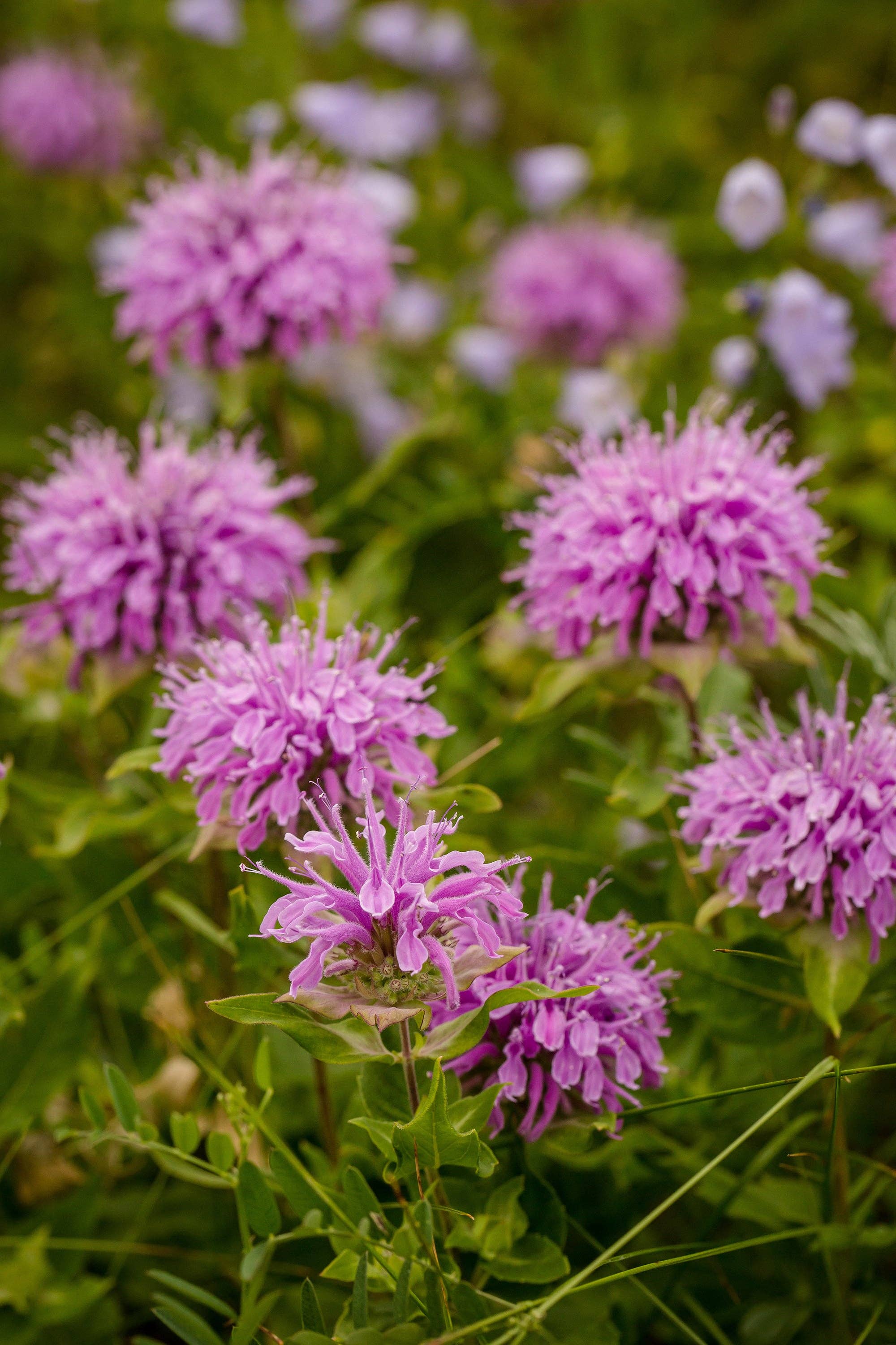 2207. Bee Balm-Purple Bergamont 1493