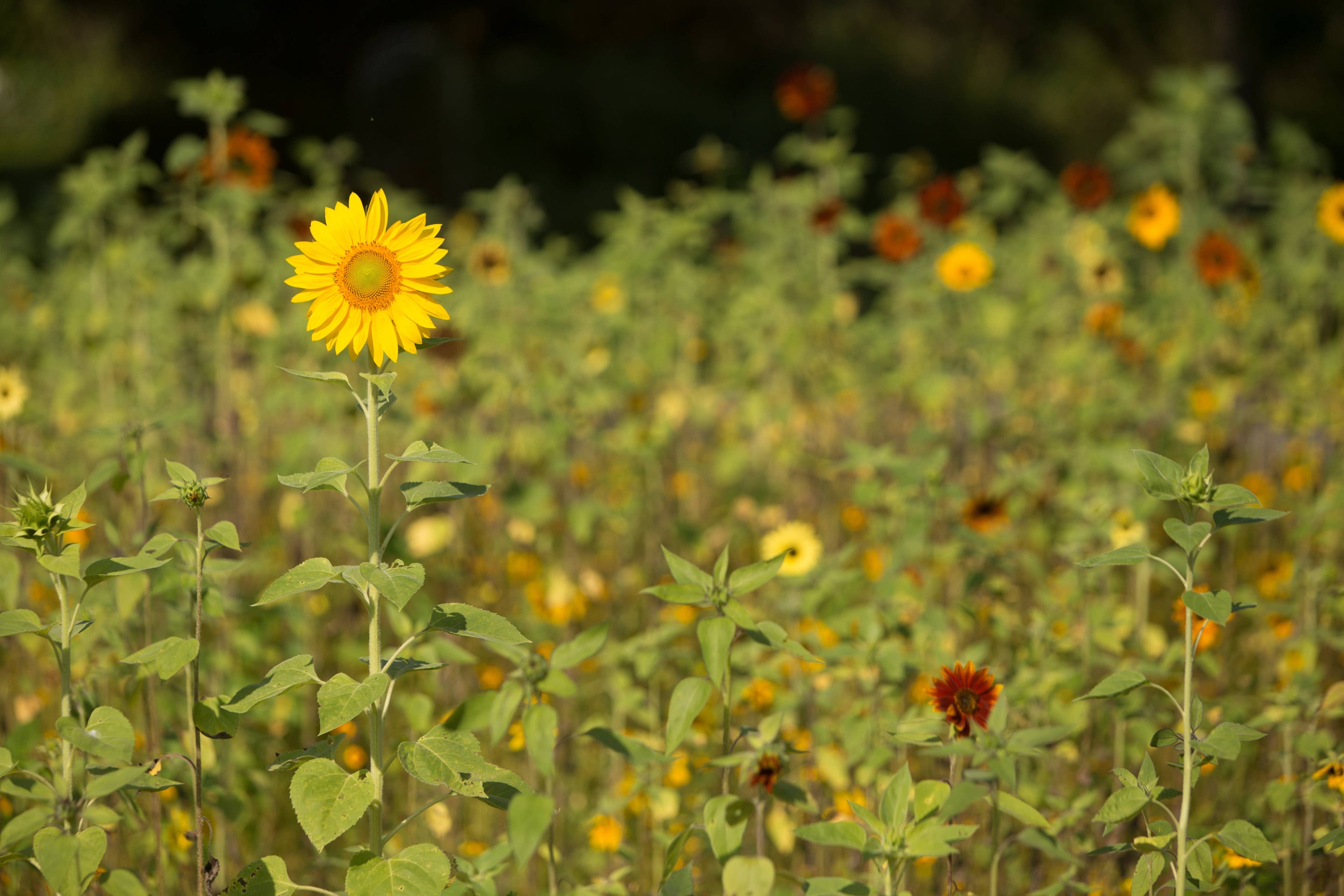 2210. Sunflower, All Sorts Mix Seed Packets