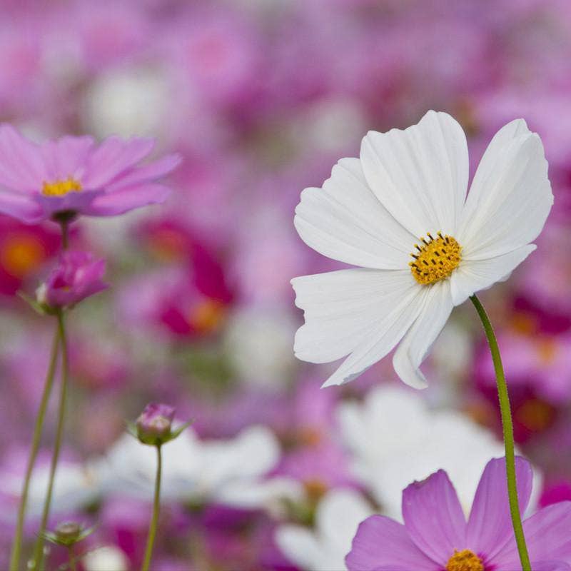 2214. Cosmos, Sensation Seed Packets