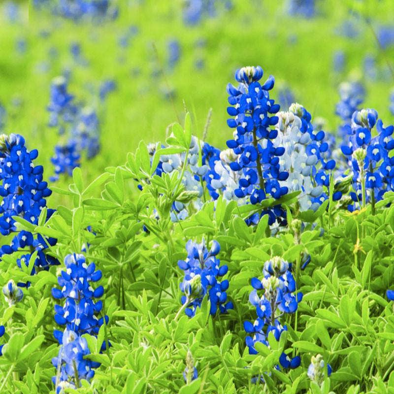 2222. Texas Bluebonnet Seed Packets