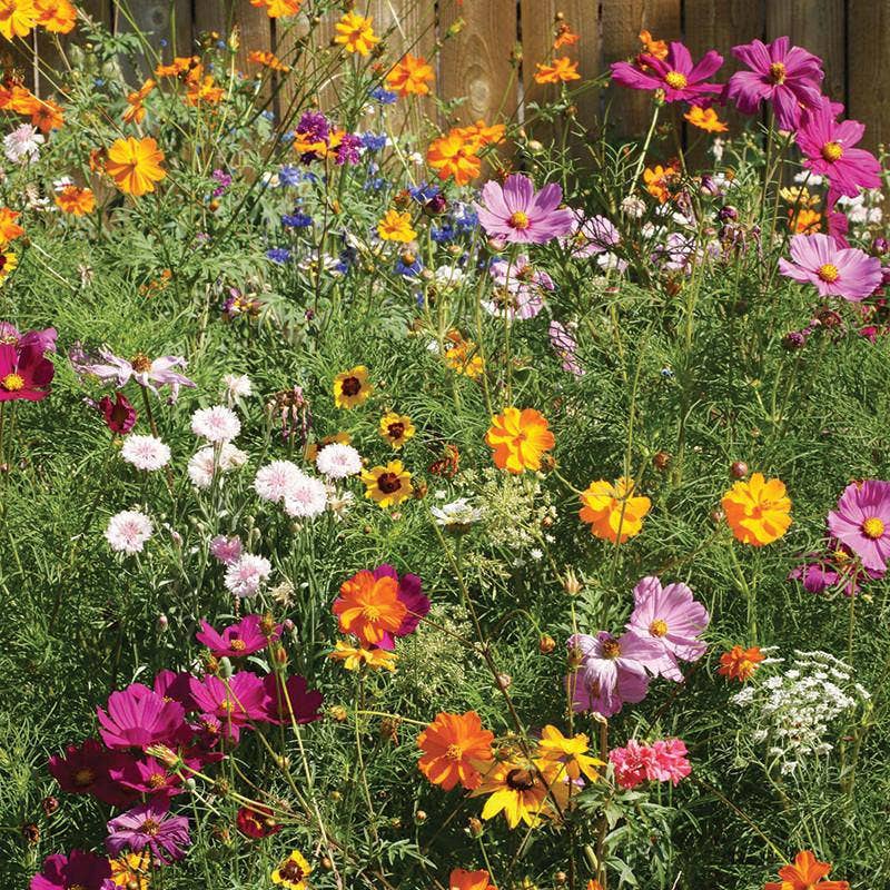 2217. Wildflower, Cut Flower Wildflower Mix Seed Packets