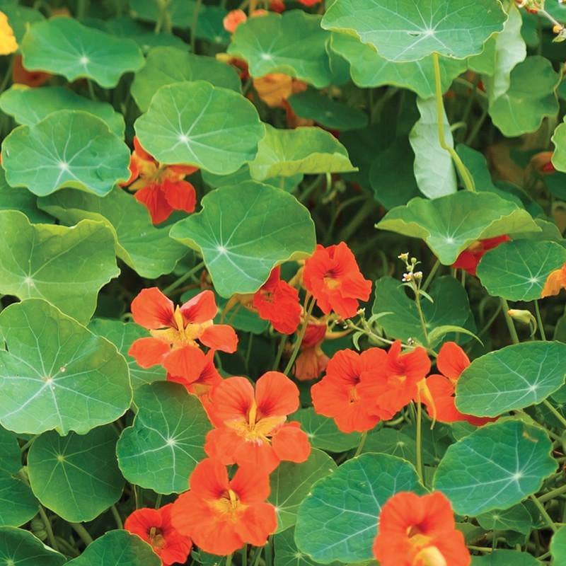 2211. Nasturtium, Jewel Mixed Color Seed Packets