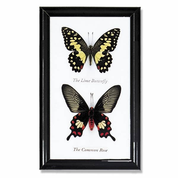 BTF2 - Butterfly Specimens Framed