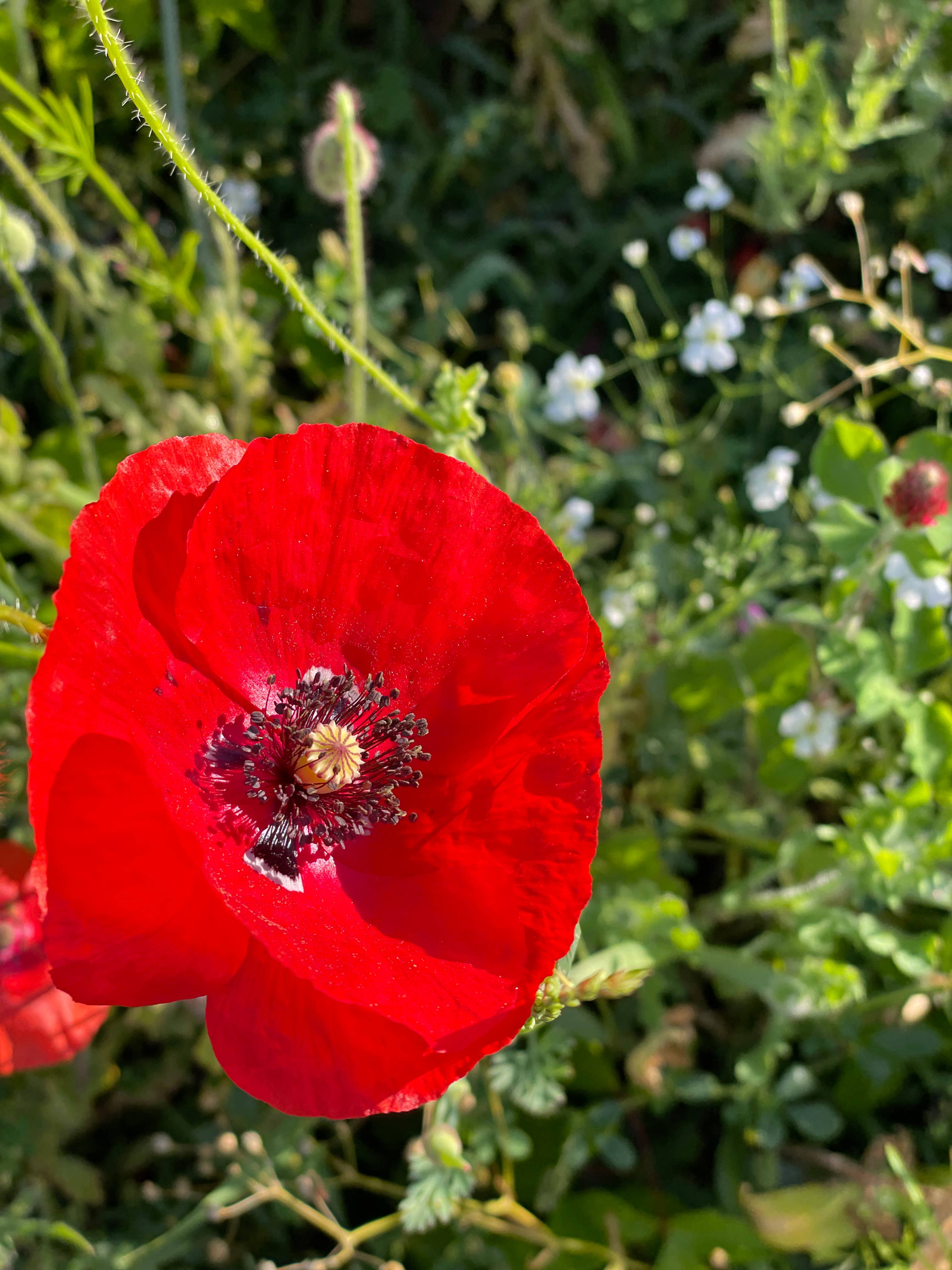 2215. In Our Hearts Remembrance Memorial - Flanders Poppy