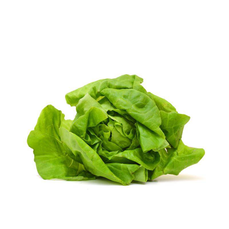 2213. Lettuce-Buttercrunch Bib 1963