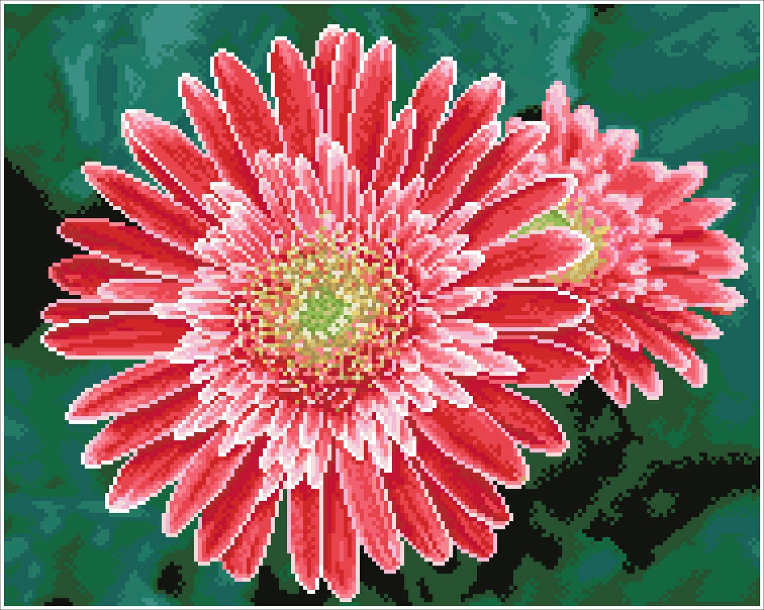 Pink Gerberas (Framed Square)