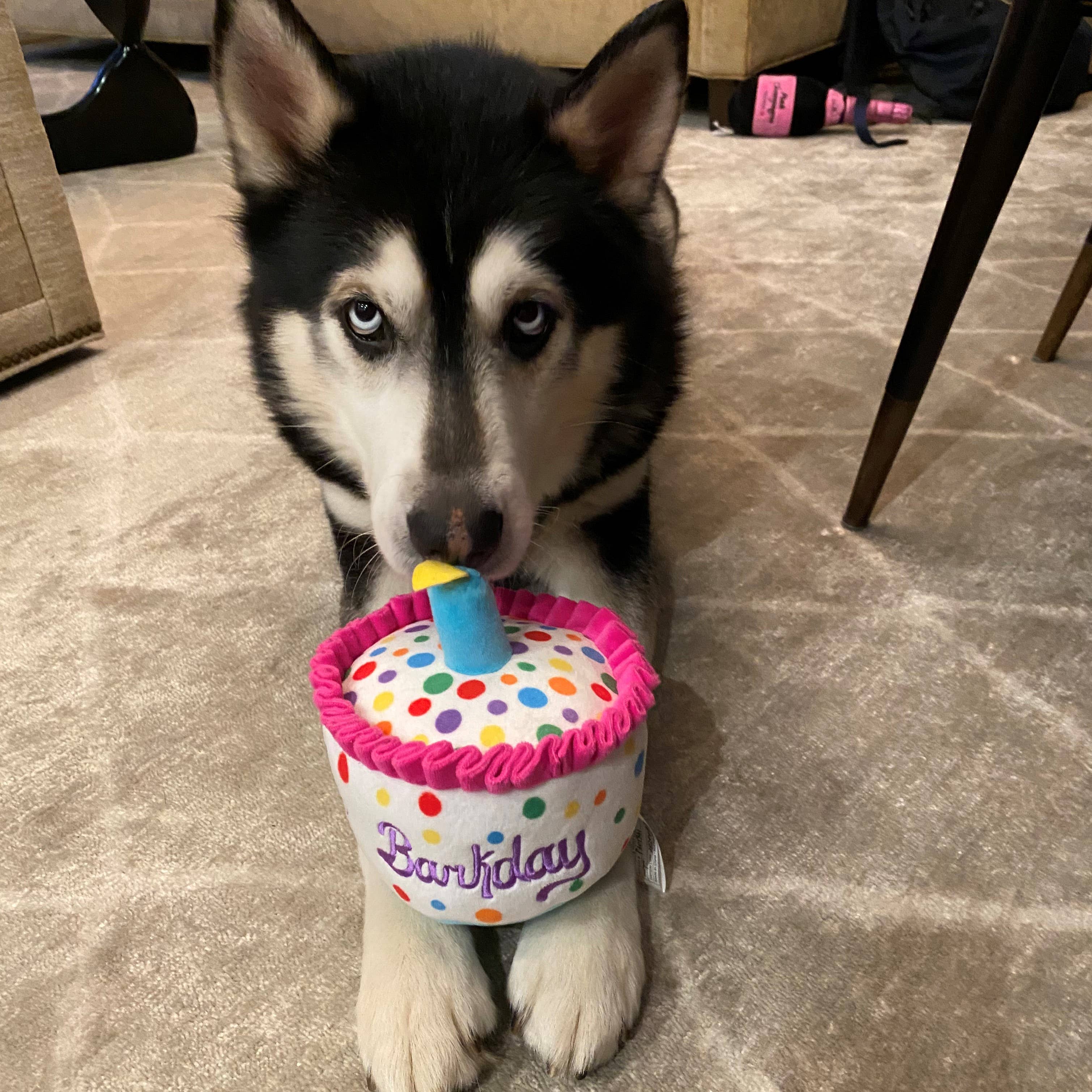 7504. Happy Barkday Cake Dog Toy