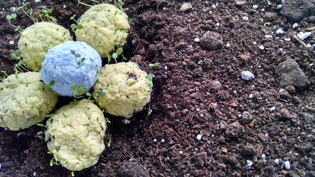 BULK Wildflower Seed Balls
