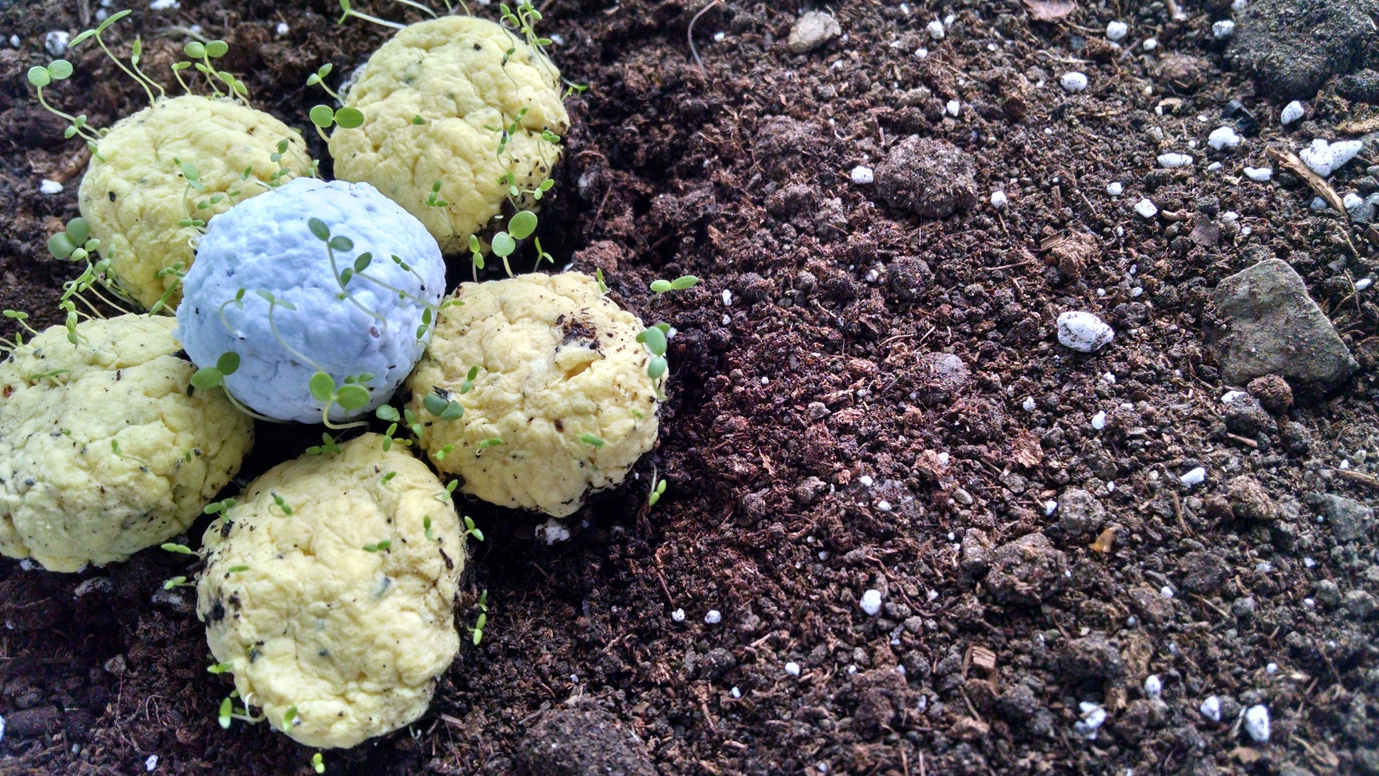BULK Wildflower Seed Balls