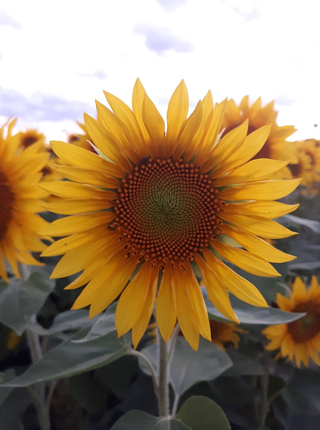 Sunflower Seed Bomb Sleeves