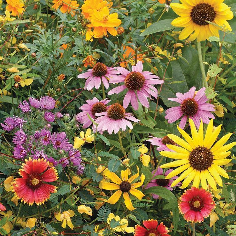 2201. Wildflower, Bird & Butterfly Wildflower Mix Seed Packets