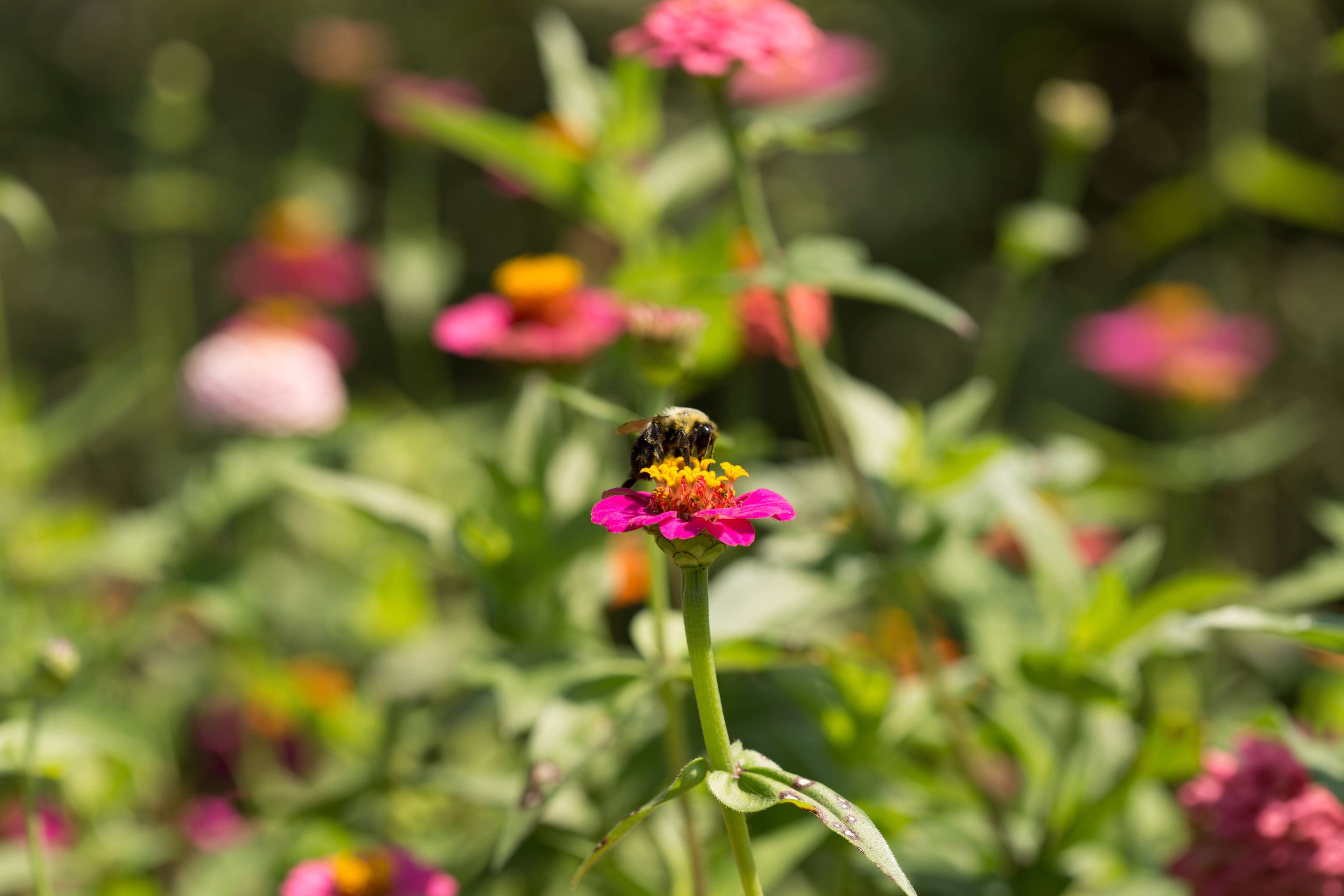 2221. Zinnia, Lilliput Seed Packets