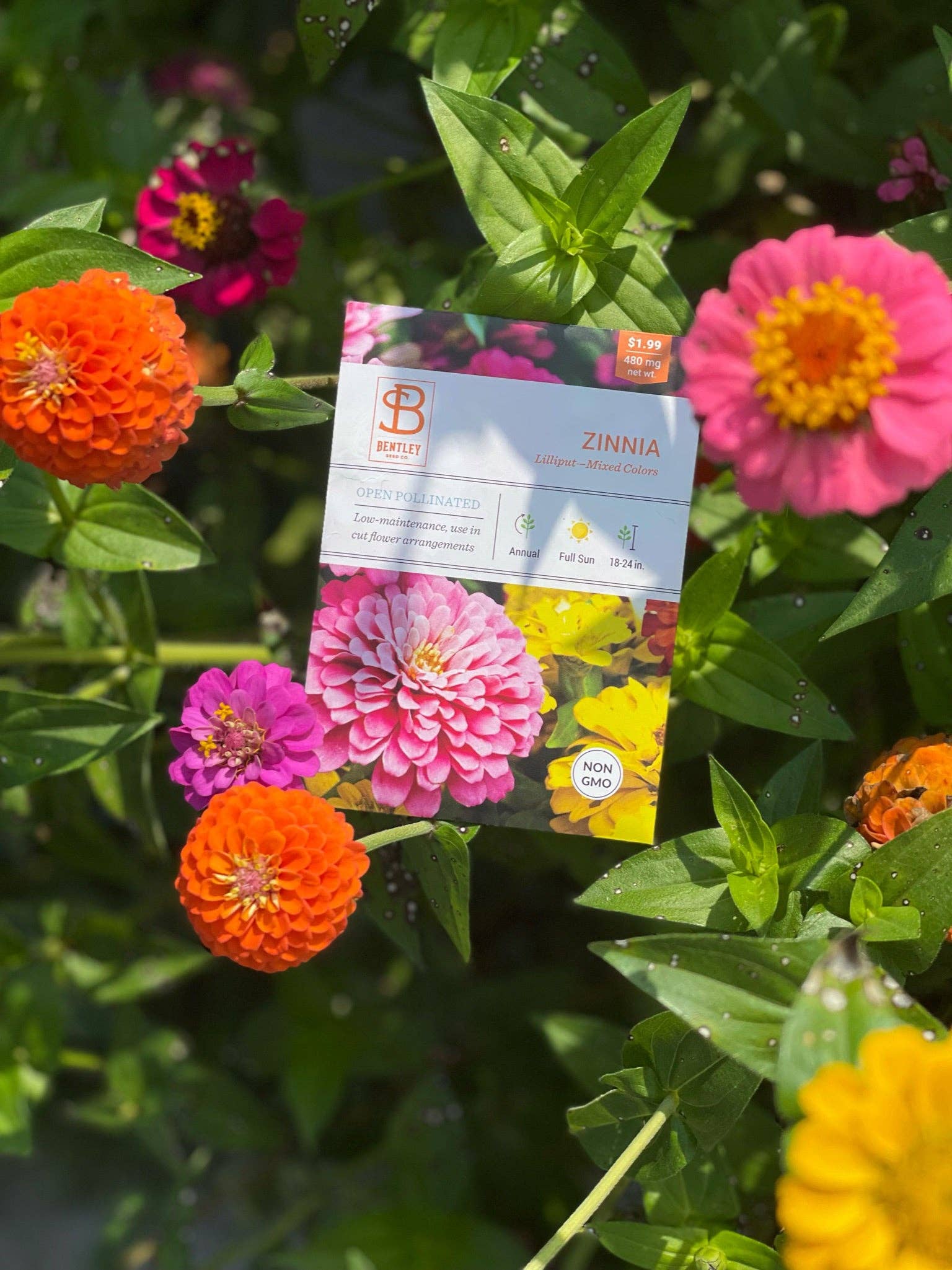 2221. Zinnia, Lilliput Seed Packets