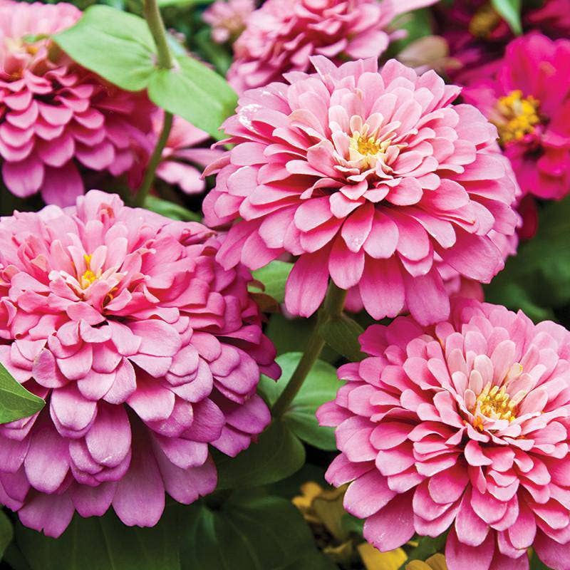 2221. Zinnia, Lilliput Seed Packets