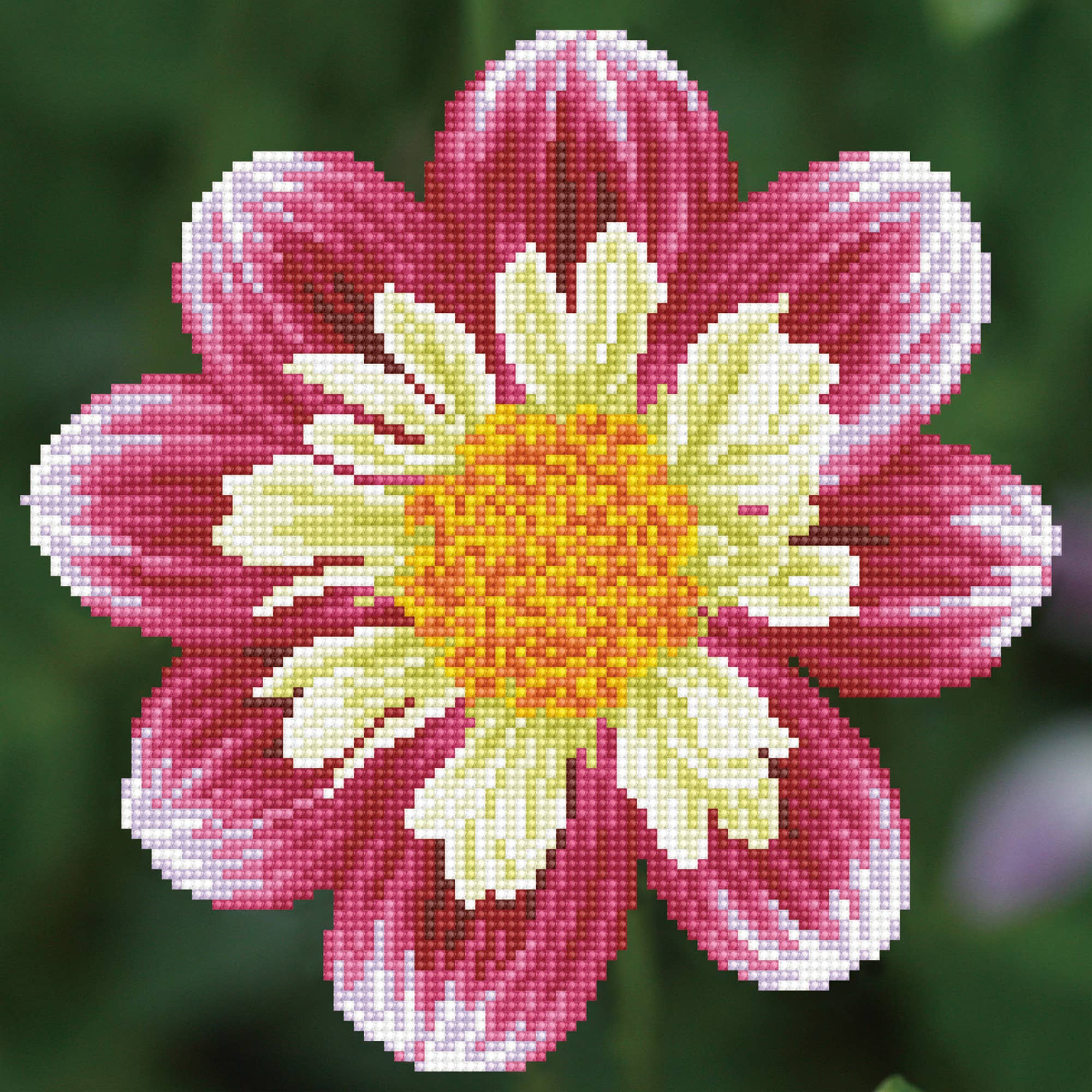 Daisy-a-day