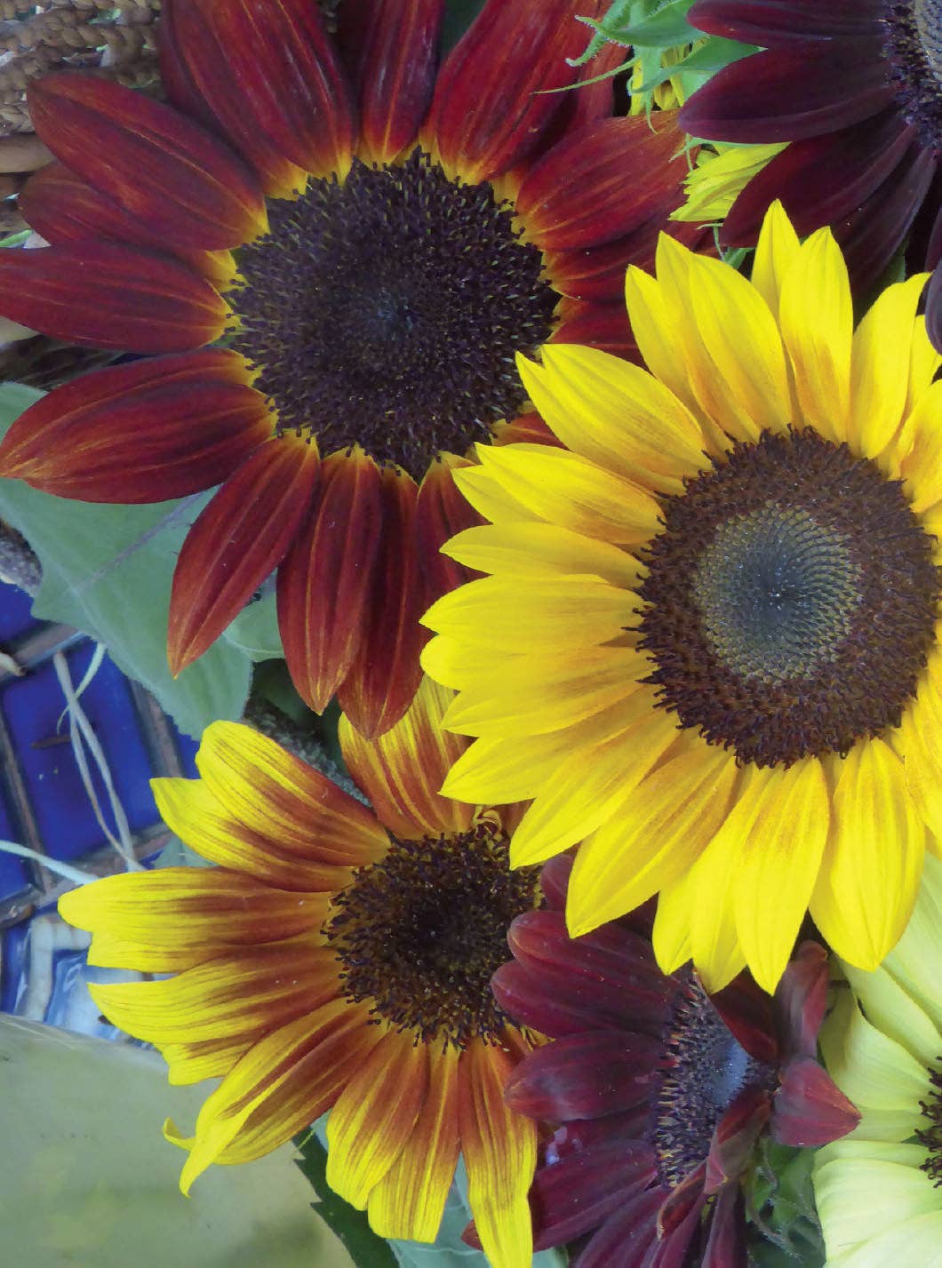 2210. Sunflower, All Sorts Mix Seed Packets