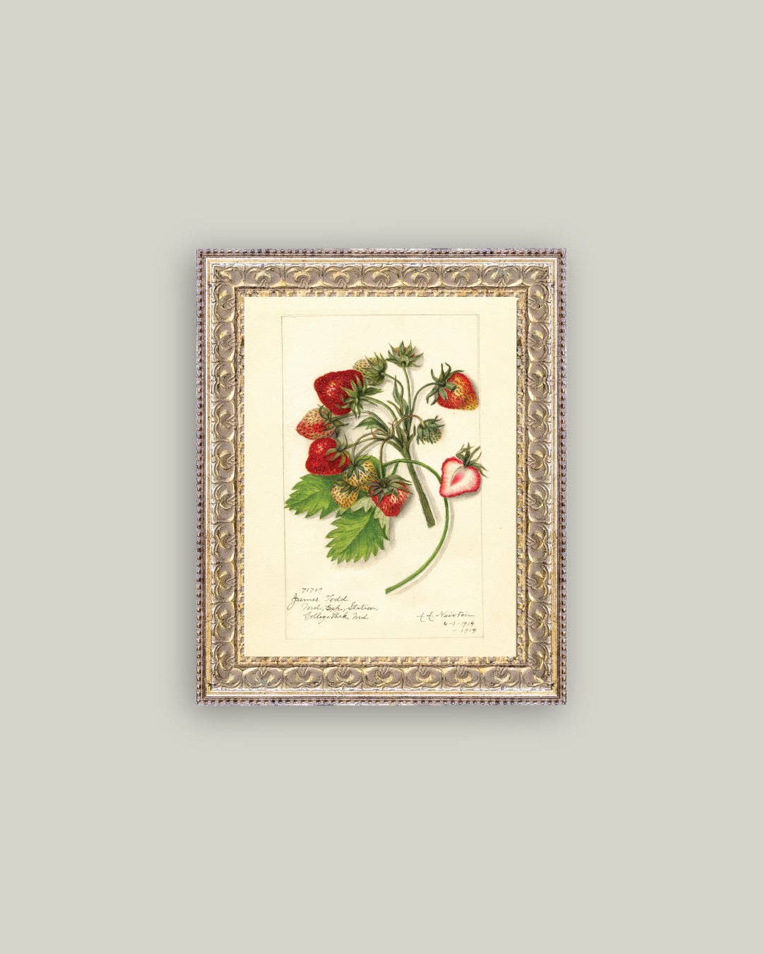 Study of Strawberries Framed Antique Art