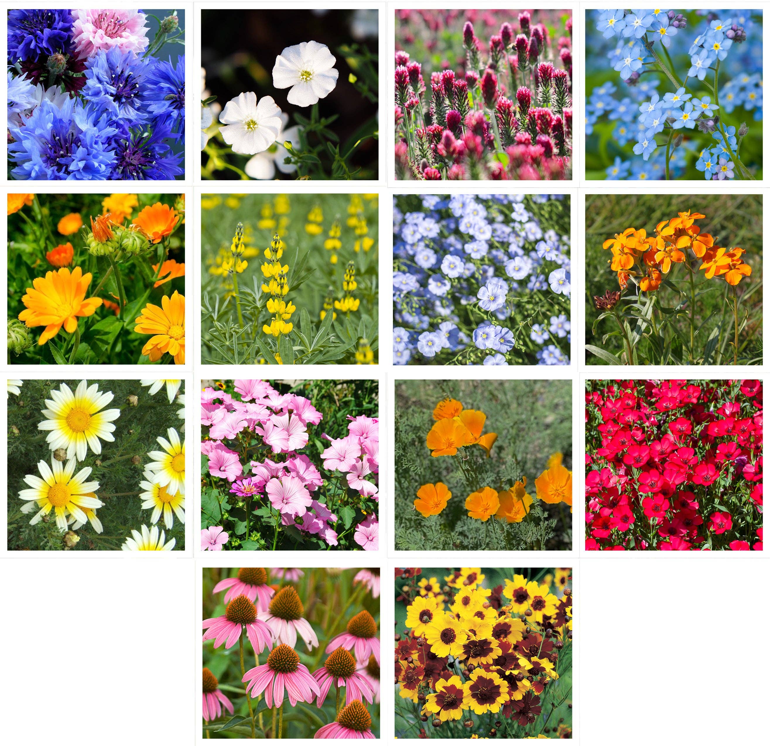 2218. Wildflower, Sunny Wildflower Mix Seed Packets
