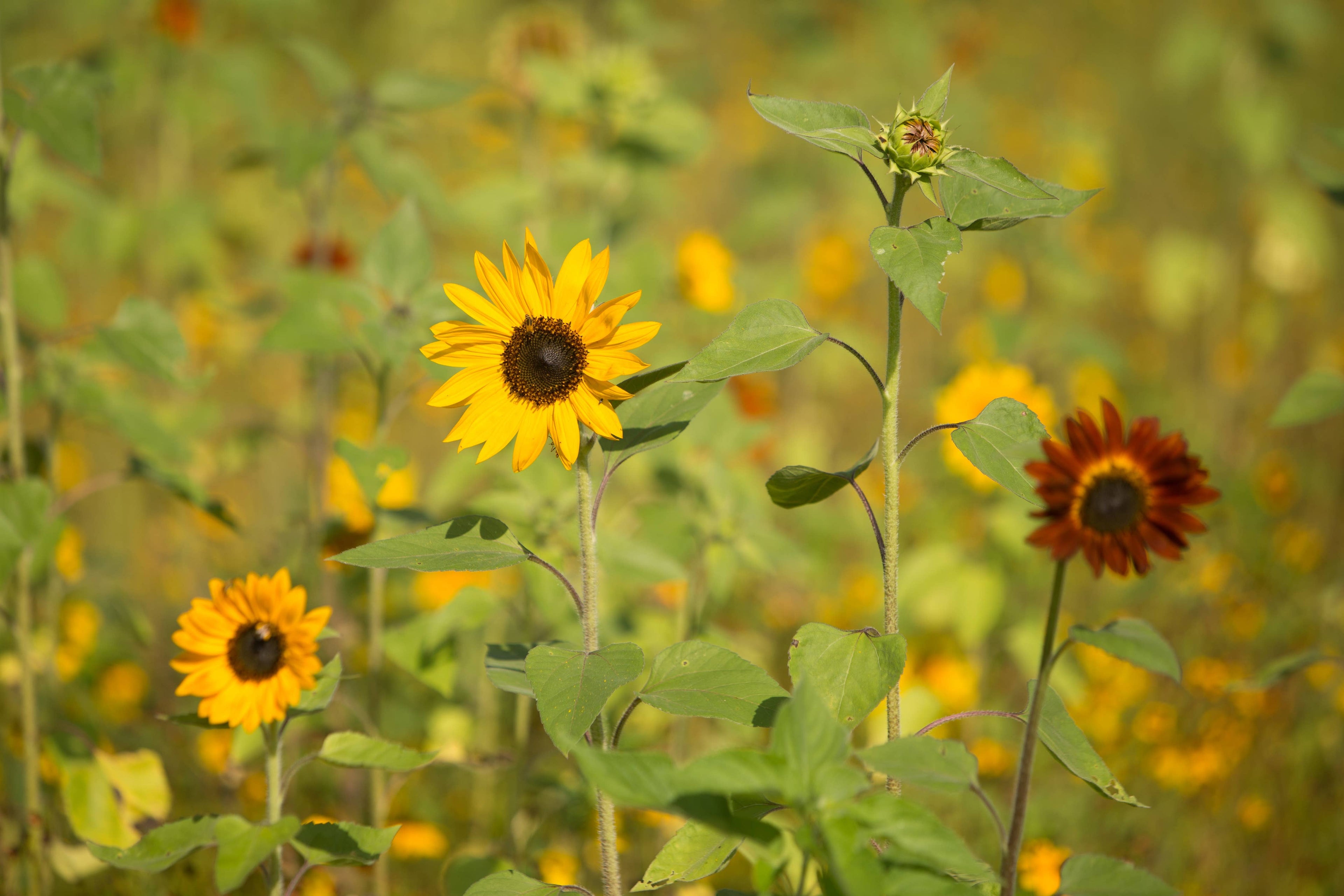 2210. Sunflower, All Sorts Mix Seed Packets
