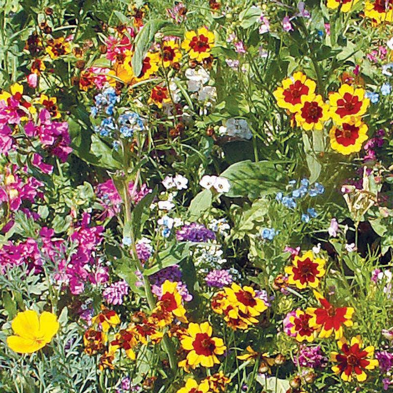 2218. Wildflower, Sunny Wildflower Mix Seed Packets