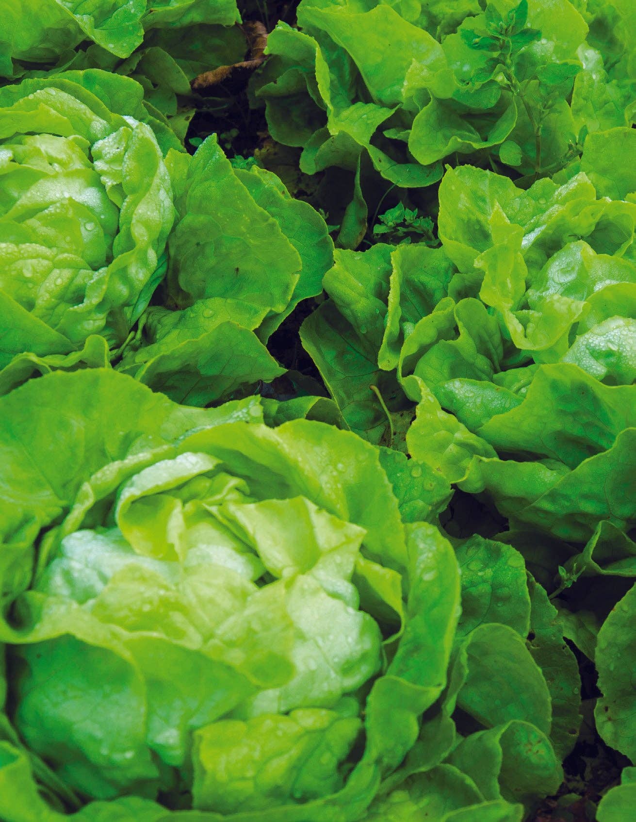 2213. Lettuce-Buttercrunch Bib 1963