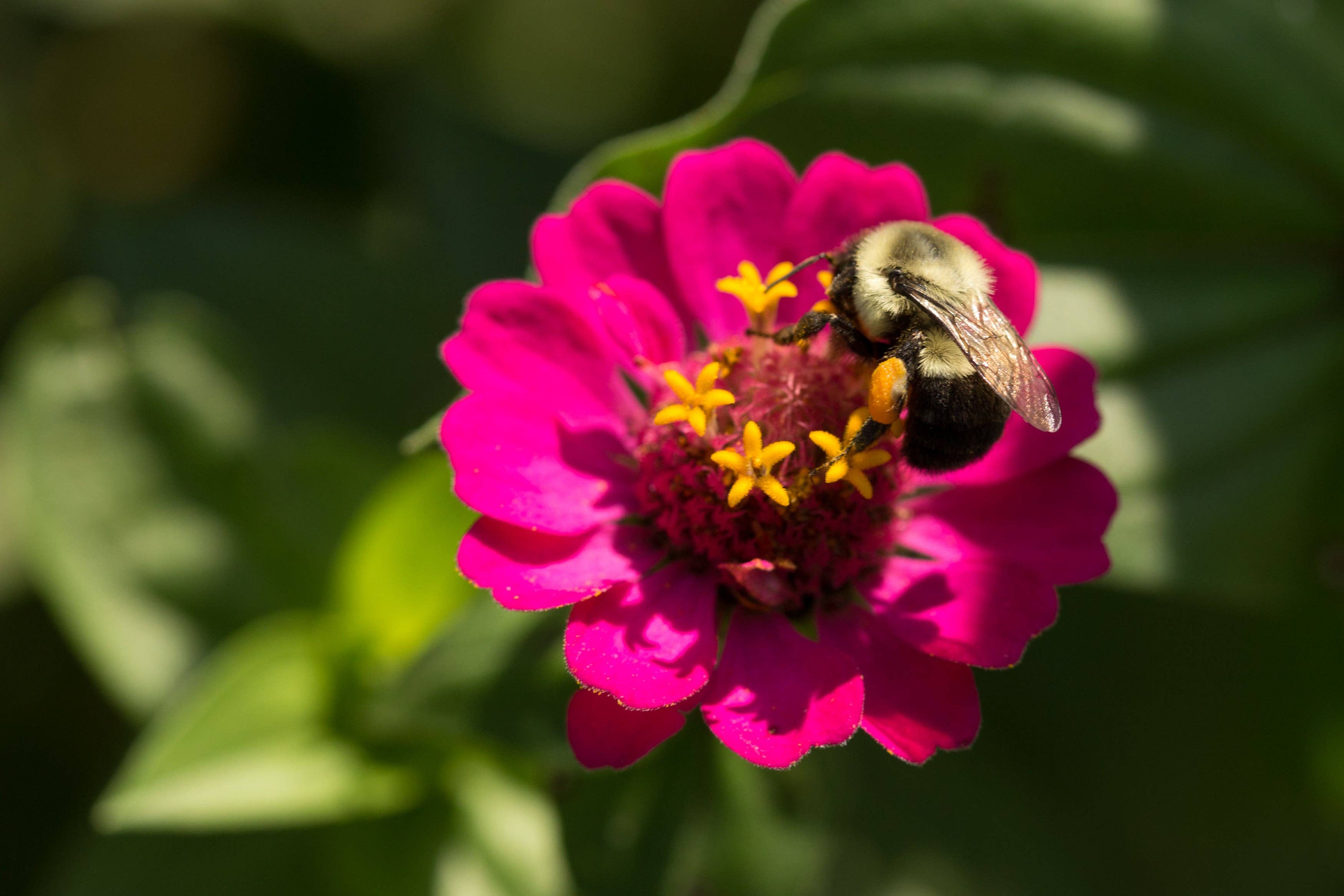 2221. Zinnia, Lilliput Seed Packets