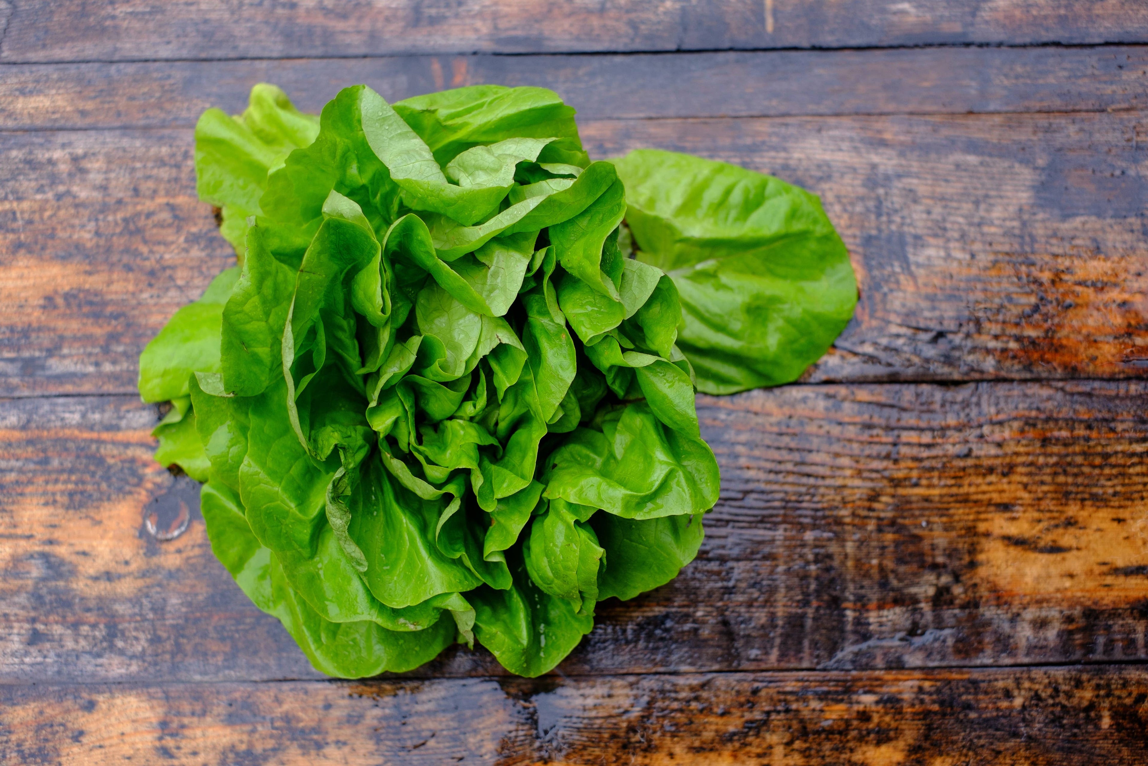 2213. Lettuce-Buttercrunch Bib 1963
