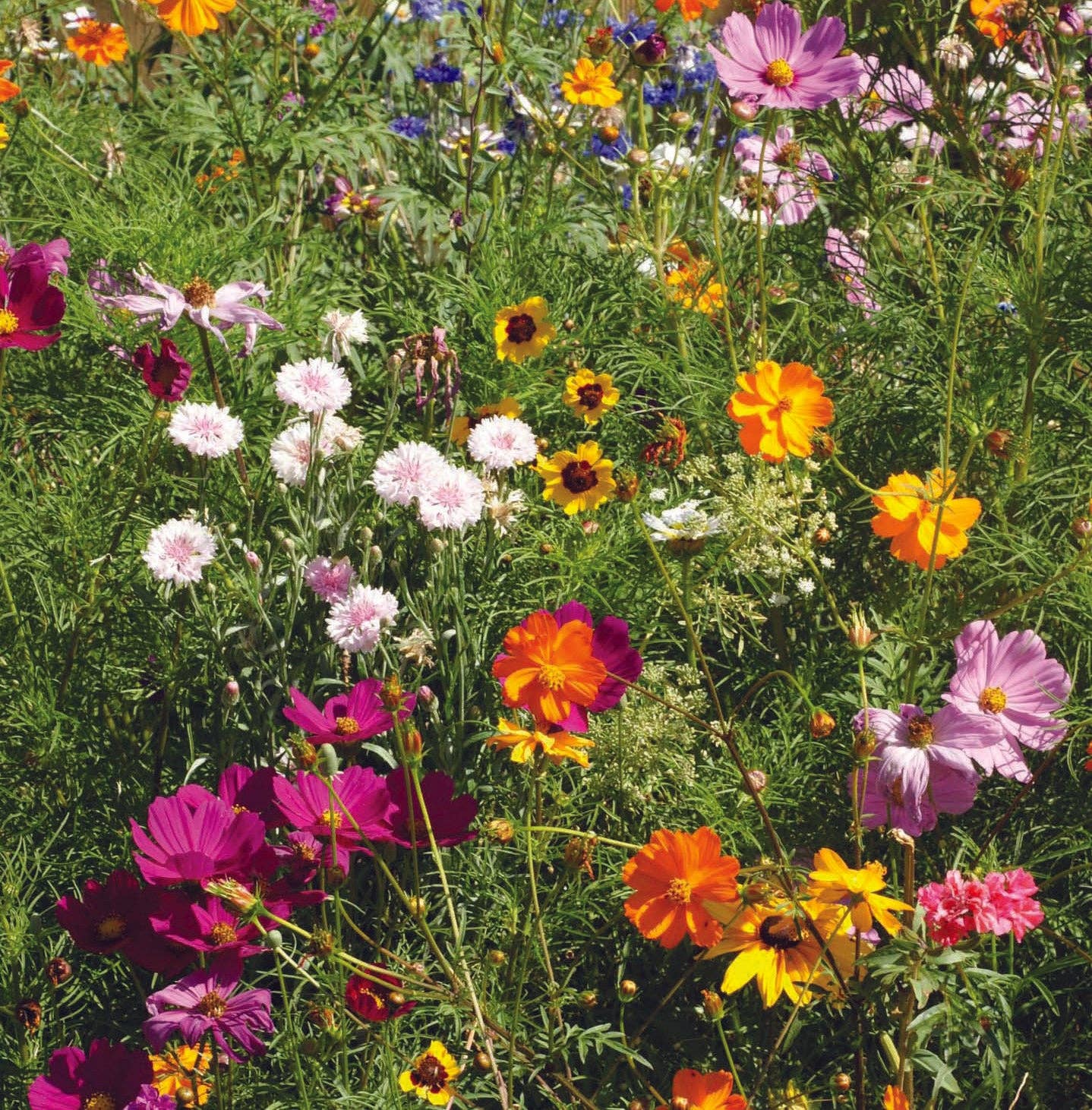 2202. All You Do Be Done In Love - Wildflower Mix Seed Packets