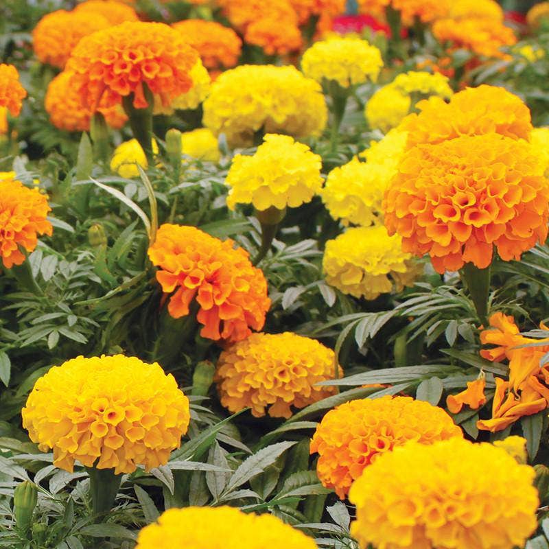 2205. Marigold, Crackerjack Mixed Colors Seed Packets