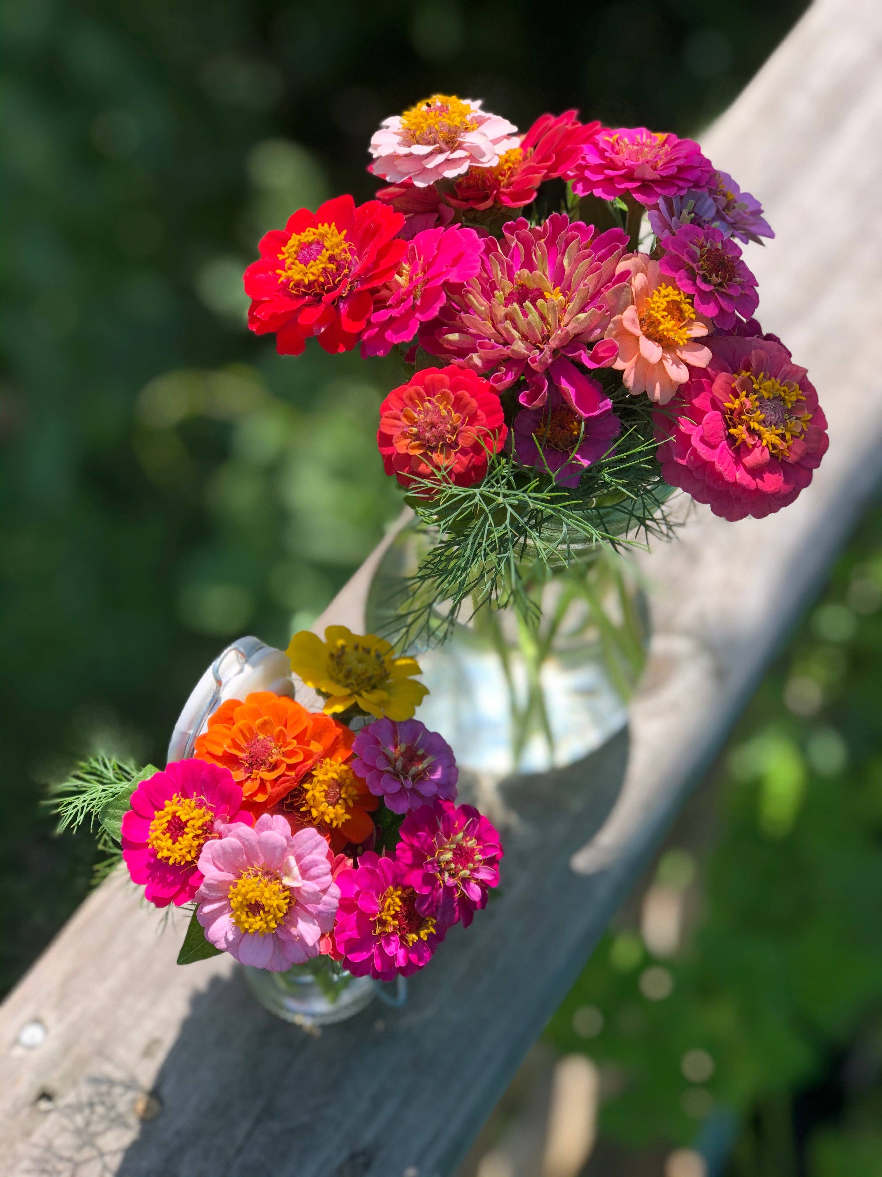 2221. Zinnia, Lilliput Seed Packets